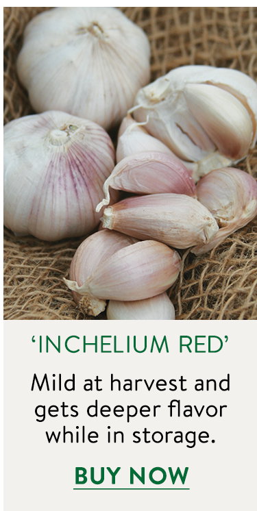 Inchelium Red Garlic Bulbs