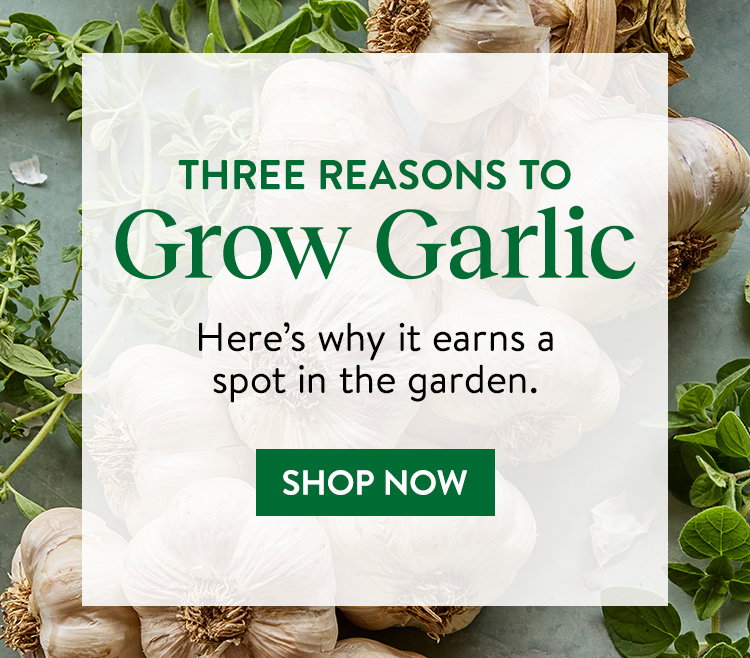 Garlic Bulbs