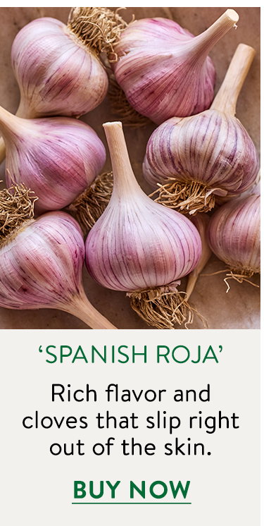 Spanish Roja Garlic Bulbs