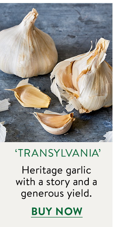 Transylvania Garlic Bulbs
