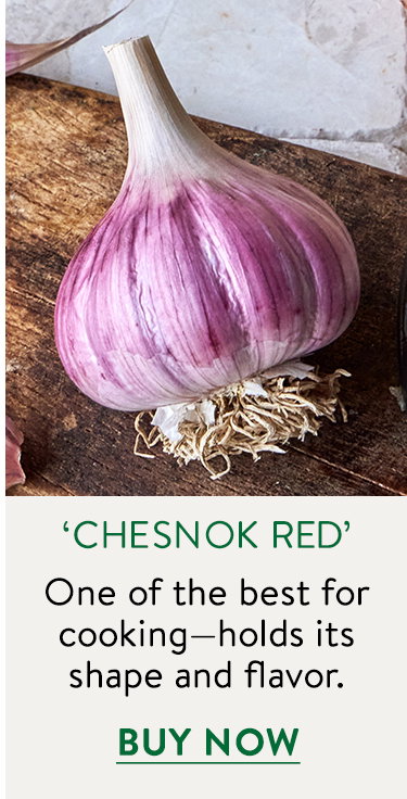 Chesnok Red Garlic Bulbs
