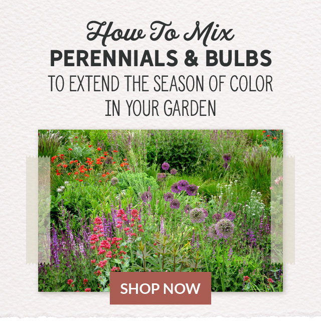 perennials & bulbs