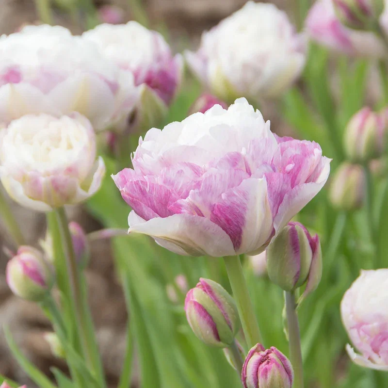 Double Surprise Double Late Tulip