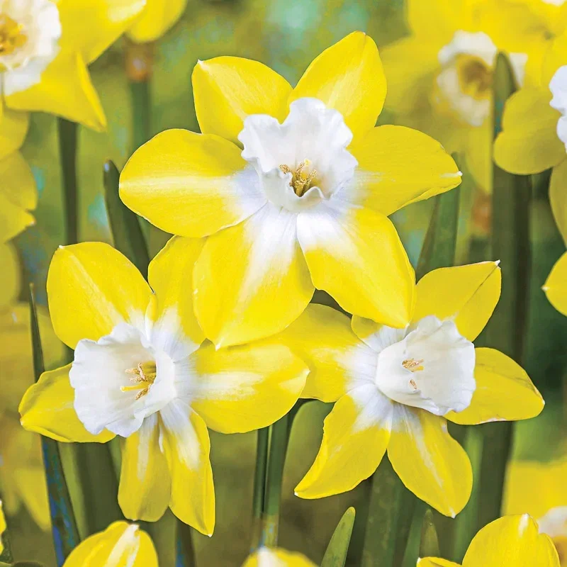 Pipit Daffodil