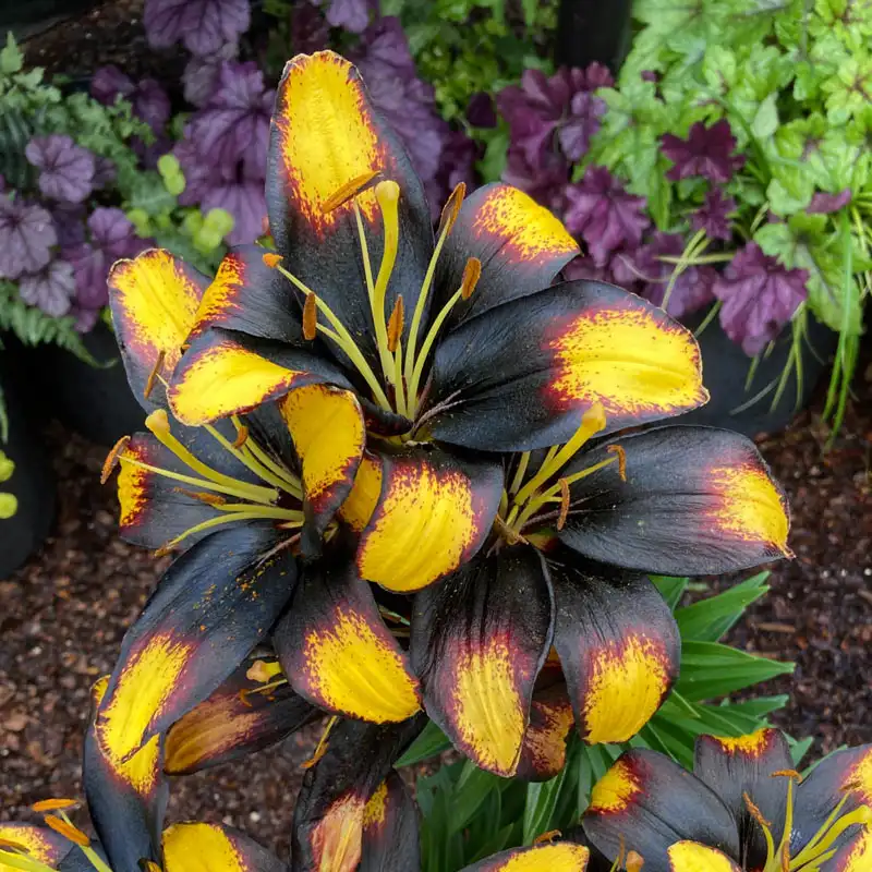 Tiny Massive Asiatic Lily
