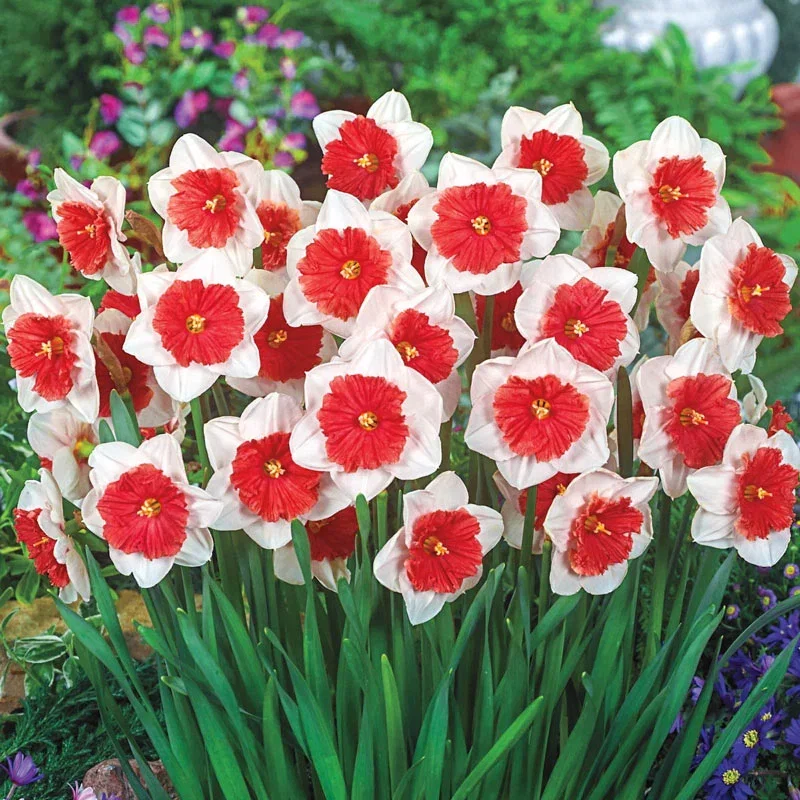 Rainbow Parrot Tulip