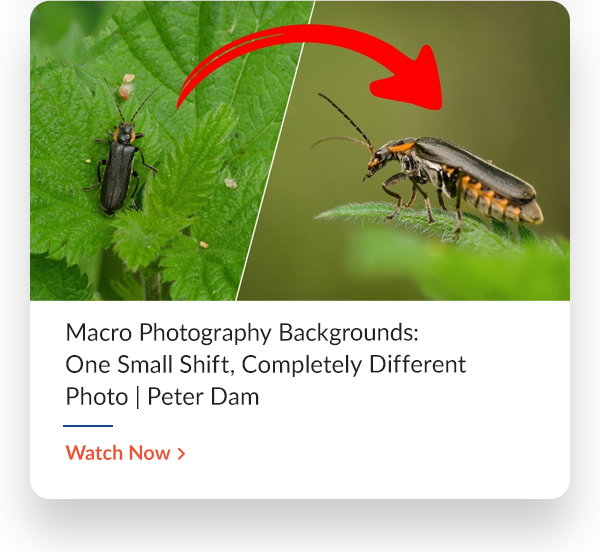 Macro Photography Backgrounds: One Small Shift, Completely Different Photo | Peter Dam