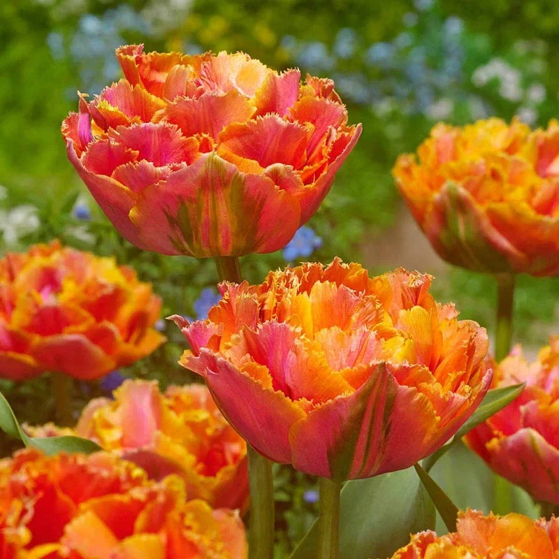 Centennial Tulip