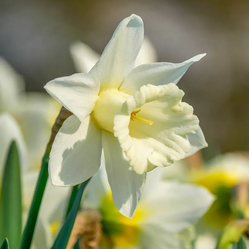 Mount Hood Daffodil

