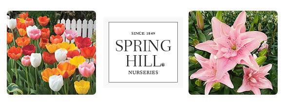 EXTENDED ONE DAY: 30% OFF Irises