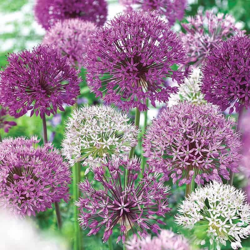 Giant Allium Mixed
