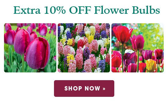 EXTENDED ONE DAY: 30% OFF Irises