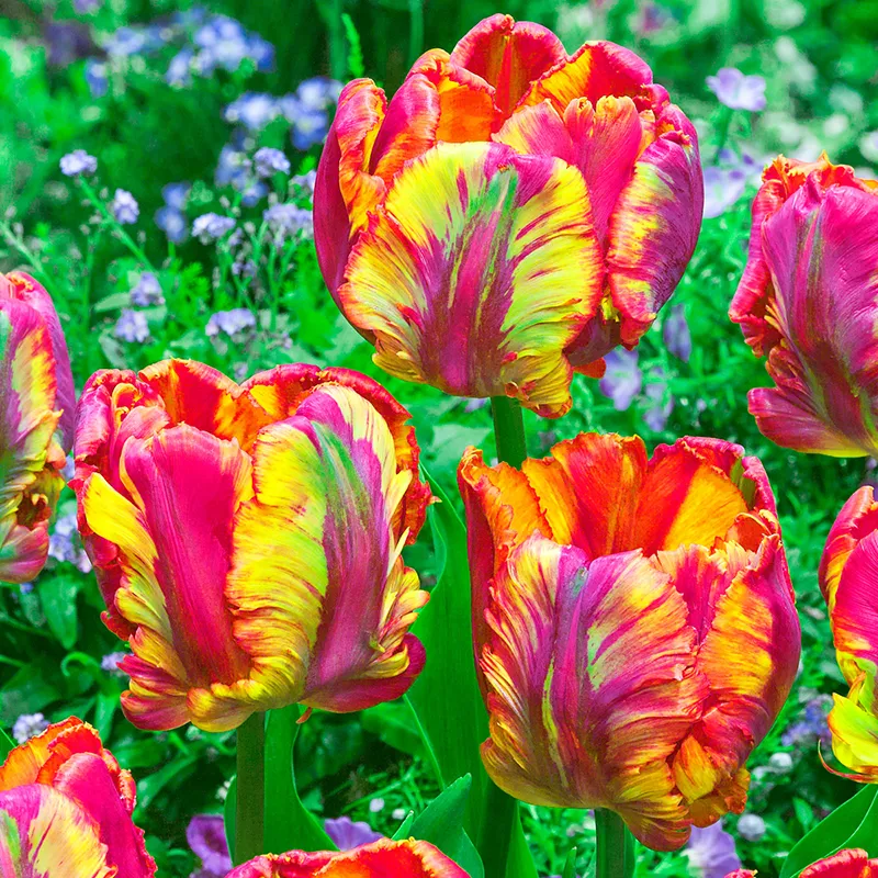 Rainbow Parrot Tulip