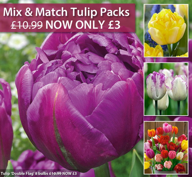 Tulips Mix & Match