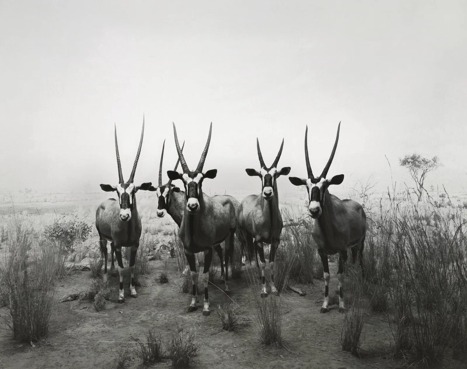 Hiroshi Sugimoto, Gemsbok Diorama, 1980