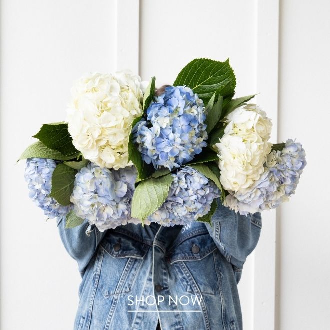 A person in a denim jacket holding a bunch of blue and white hydrangea with large green leaves in front of their face