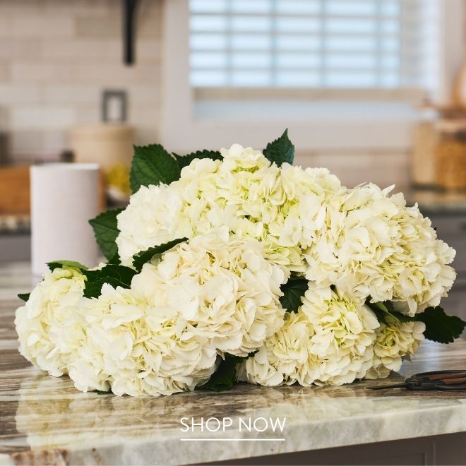 A bunch of white hydrangea lying on a marble kitchen counter, with green leaves, in front of a white mug and window
