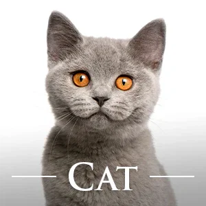 SHOP FOR CATS
