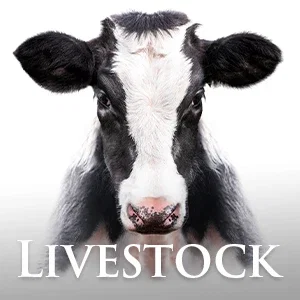 SHOP LIVESTOCK