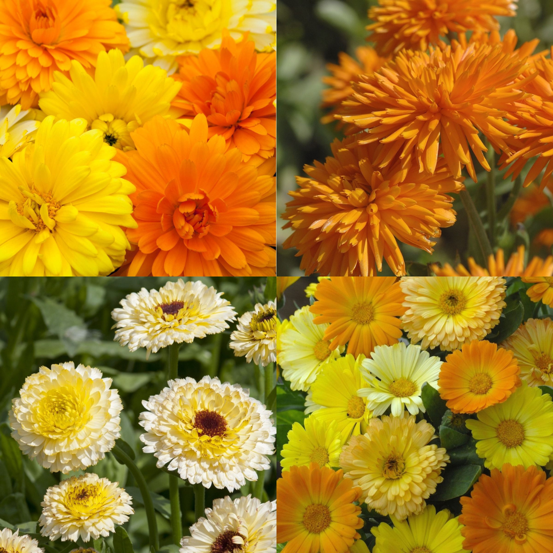 English Marigold - Calendula