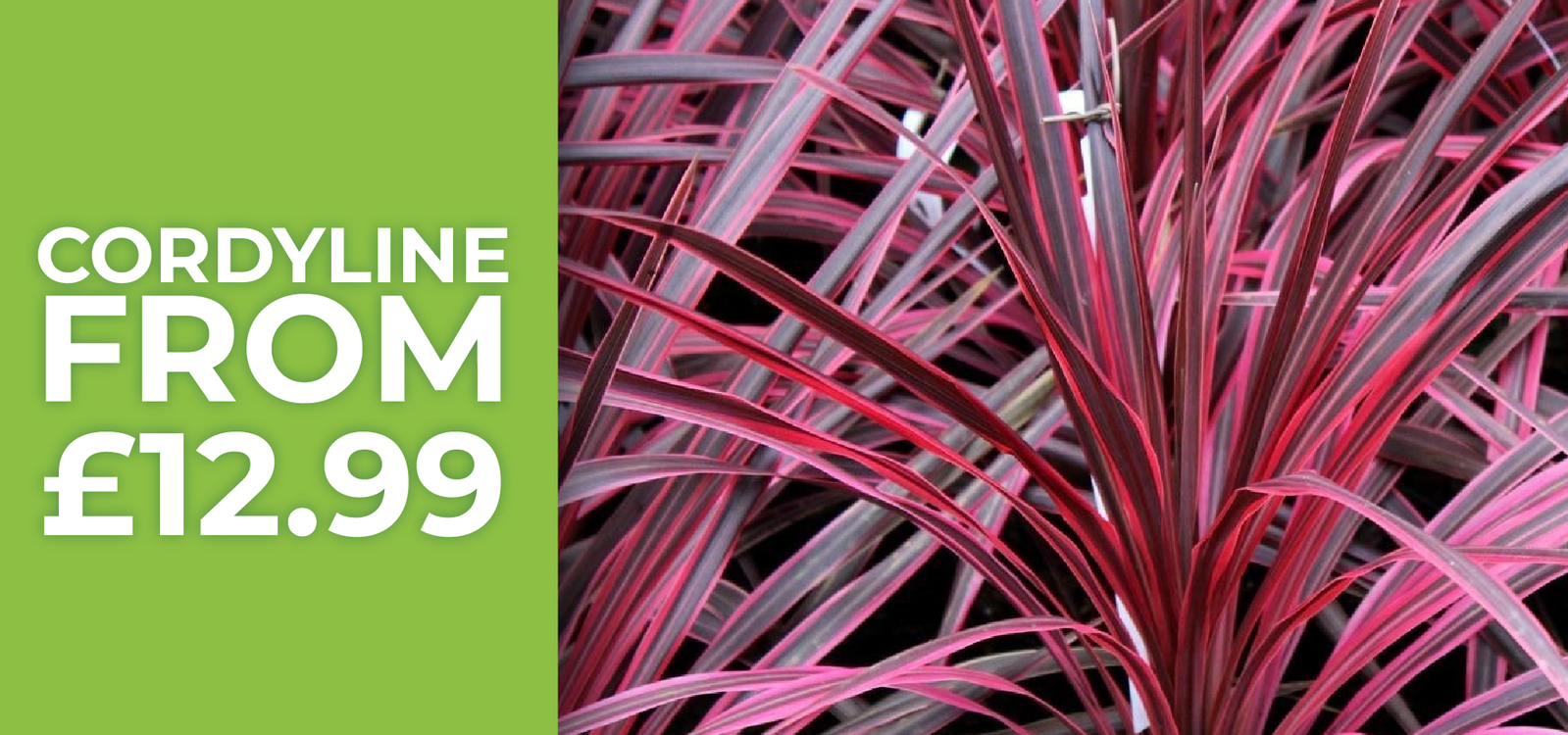 Cordyline - From £12.99