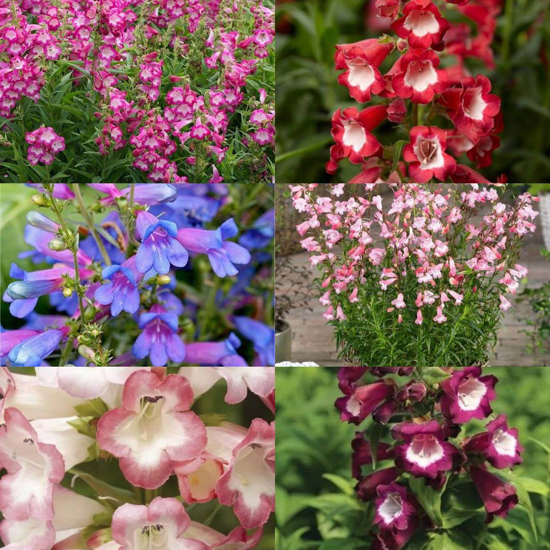Penstemon Plants