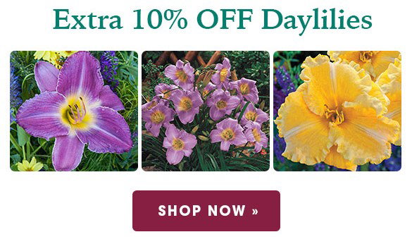 EXTENDED ONE DAY: 30% OFF Irises