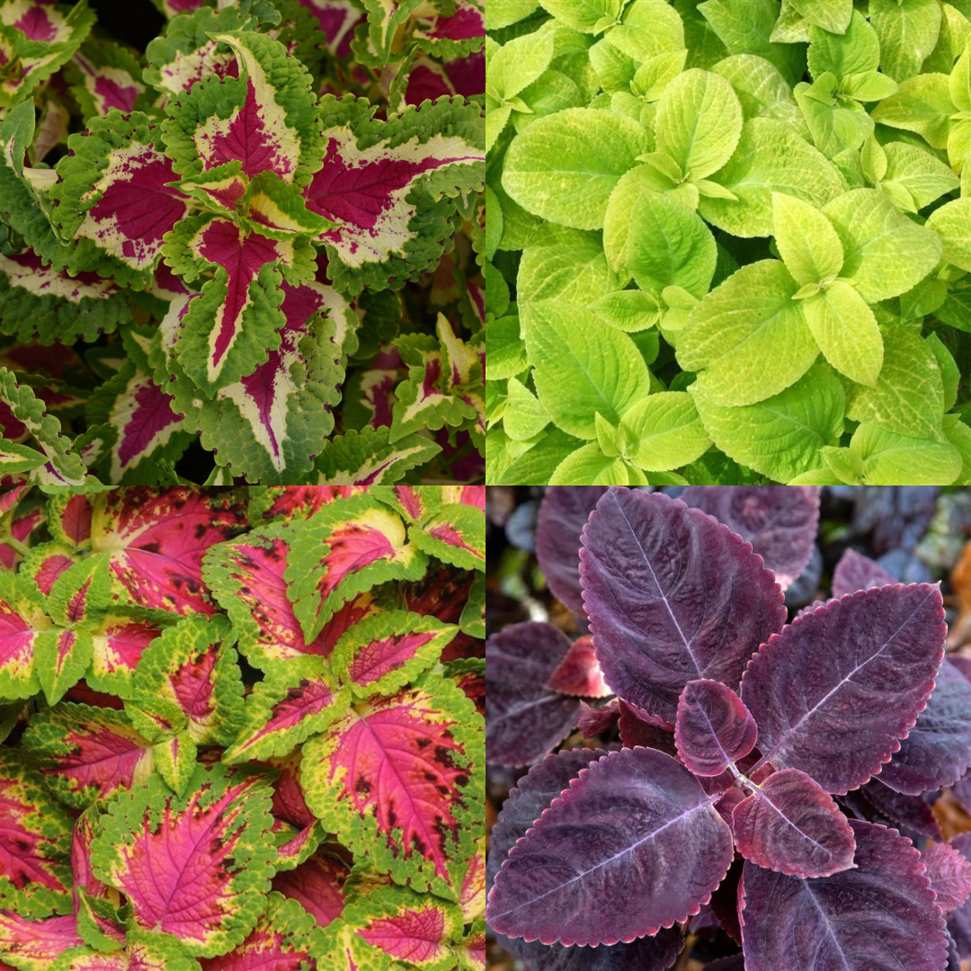 Coleus Plants