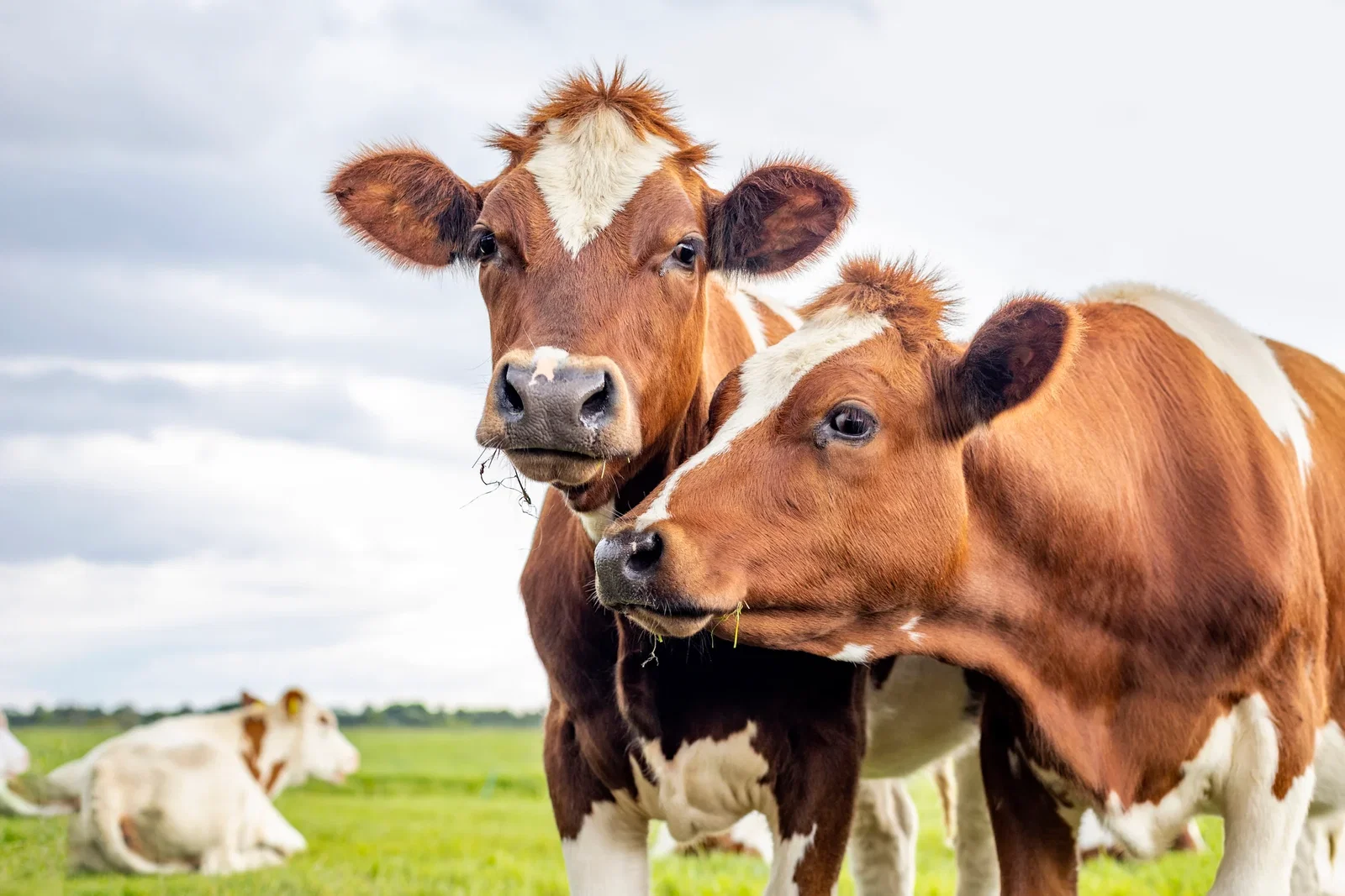 Shop Livestock Supplies