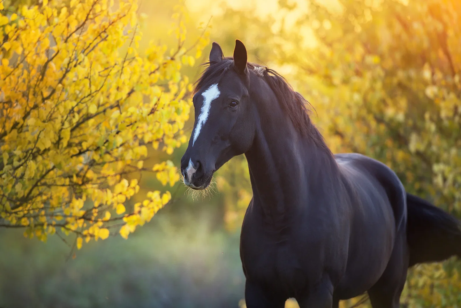 Shop all New Horse Promotions