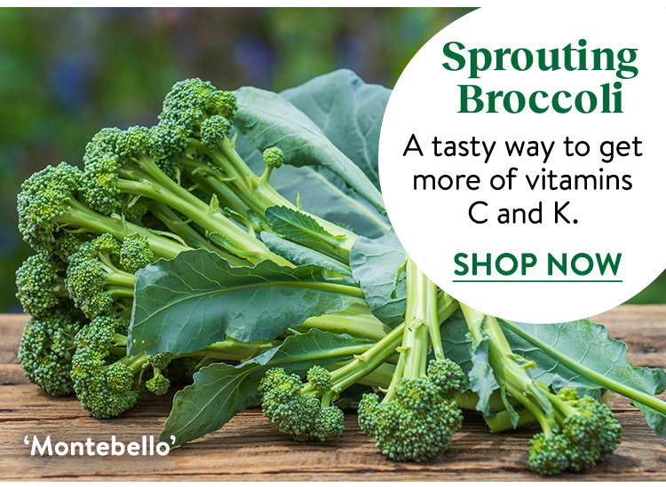 Broccoli Seeds & Plants