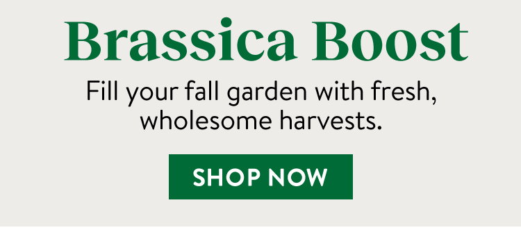 Brassica Seeds and Plants