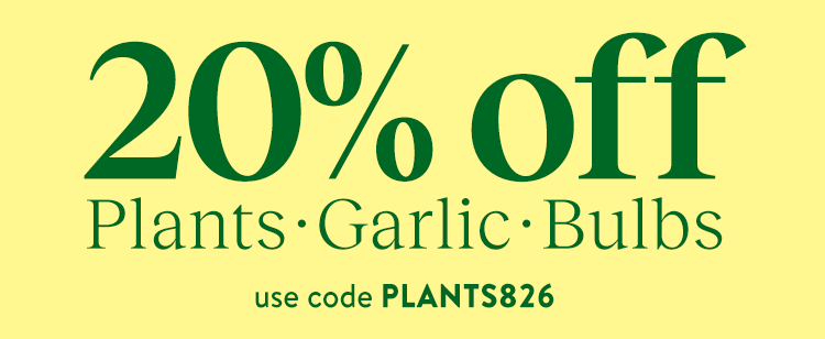 Garlic Bulbs
