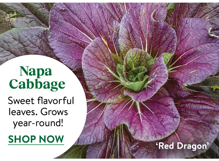 Cabbage Seeds & Plants