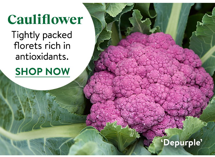 Cauliflower Seeds & Plants