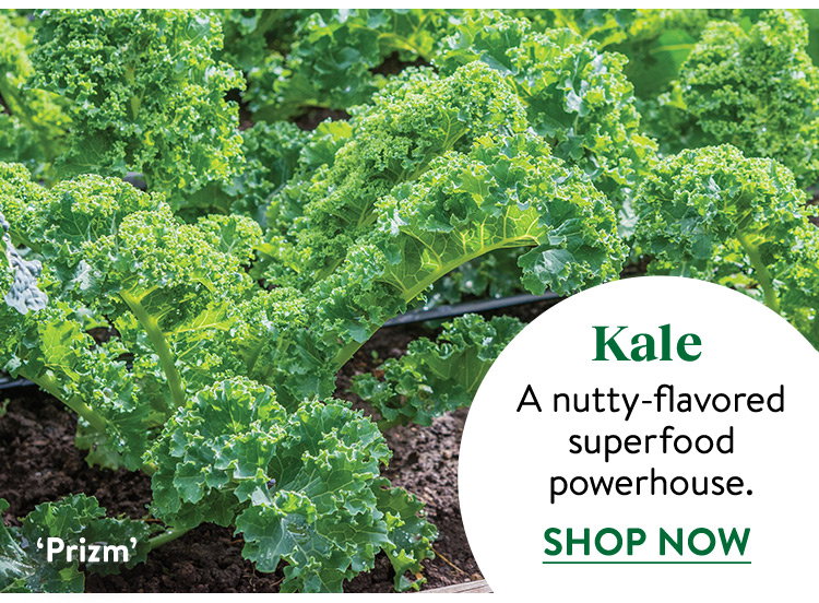 Kale Seeds & Plants