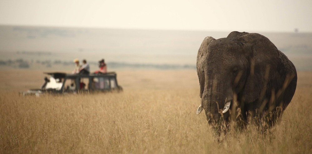 Elephant sighting at Asilia Rekero Camp
