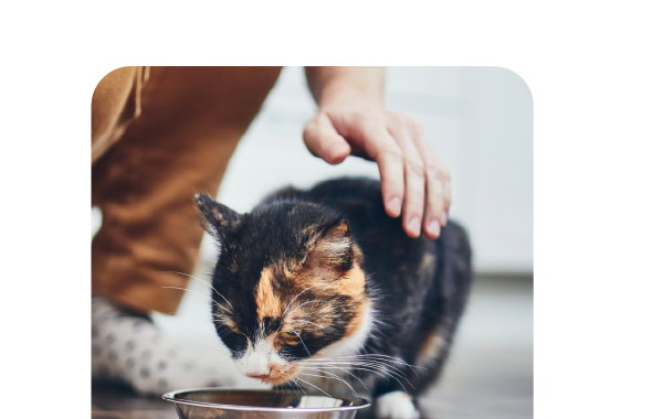 SHOP CAT