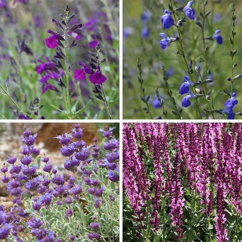 Salvia Collection