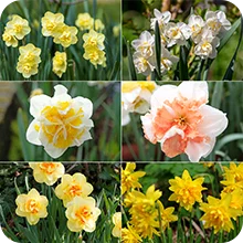 Narcisses à fleurs doubles en mélange