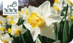 Le narcisse (Narcissus) : la fleur annonciatrice du printemps au jardin