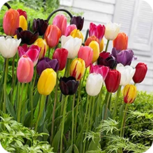 Tulipes à longues tiges en mélange