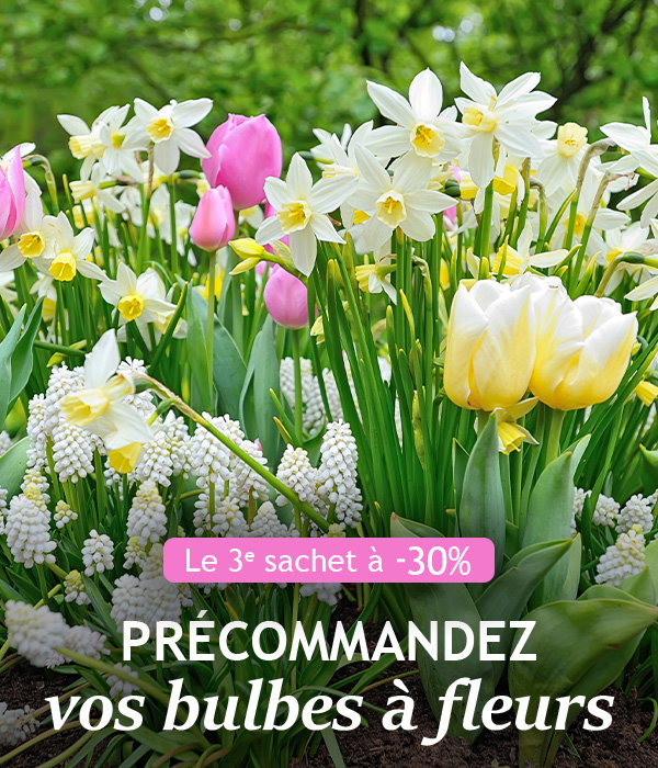 Précommande de bulbes d'automne