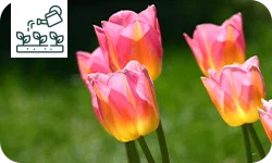 Tout savoir sur les tulipes (tulipa) et leur plantation dans le jardin
