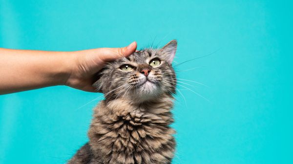 Quiz animaux: êtes-vous incollable sur les chats?