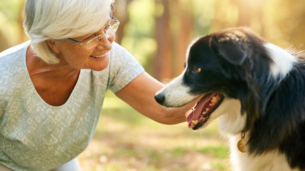 Top 15 des meilleures croquettes pour chien senior : notre guide complet