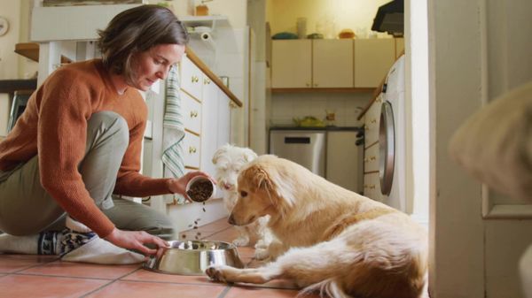 Comparatif des 15 meilleures croquettes sans céréales pour un chien en bonne santé