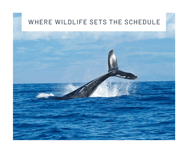 Where wildlife sets the schedule