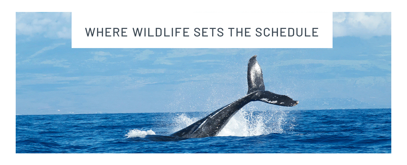Where wildlife sets the schedule