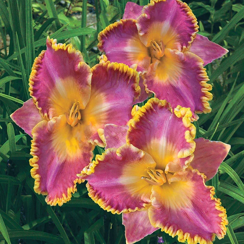 French Lingerie Daylily